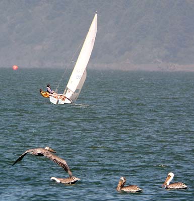 [Sailboat and pelicans]