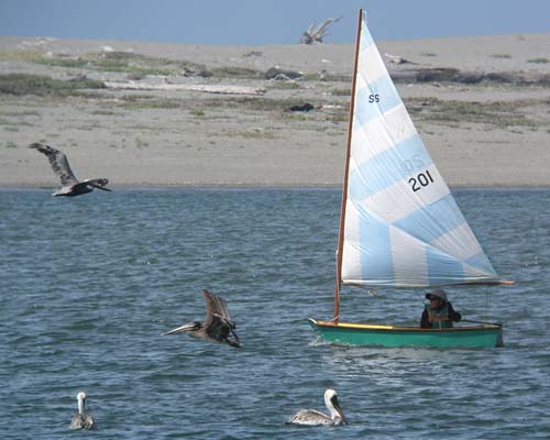 another sailboat and pelicans