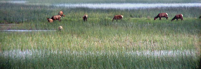 [Photo of foraging elk]
