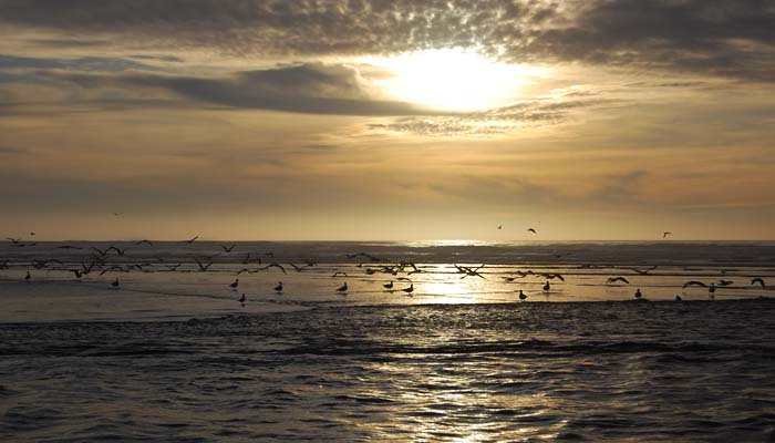 [Photo of gulls on Little River Beach]