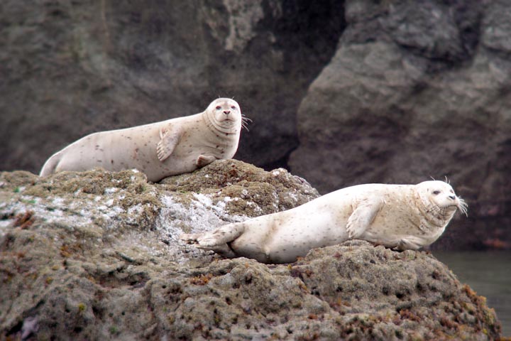 [Photo of seals on rocks]