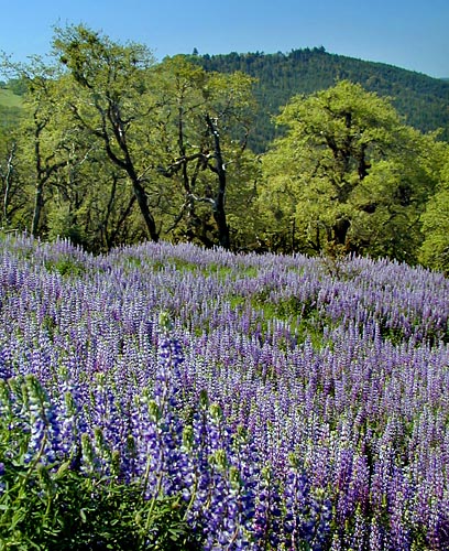 [Photo of lupines]