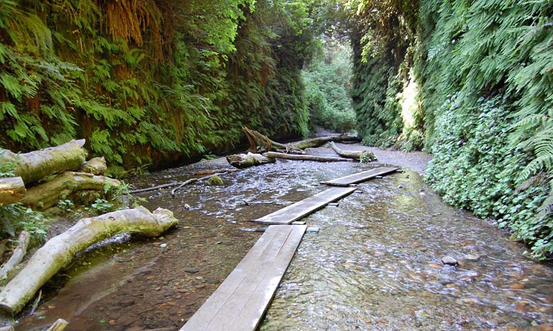 [Photo of Fern Canyon]