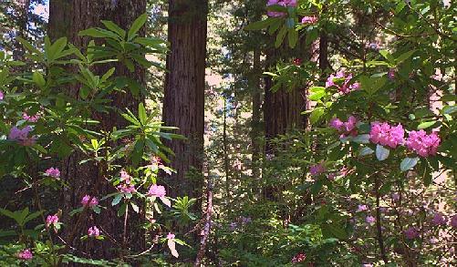 [Photo of upland redwoods]