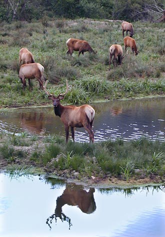 [Photo of elk]