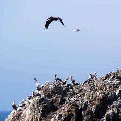 [Photo of sea birds on Camel Rock]