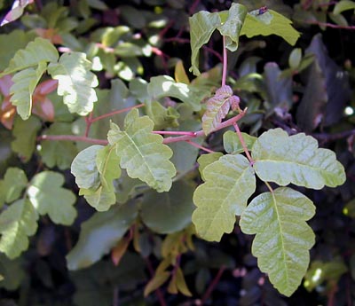 [Photo of poison oak on Trinidad Head]