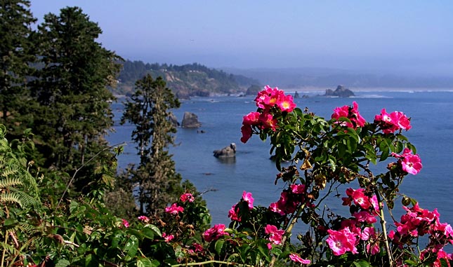 [Photo of roses looking SE from the Wagner Street Trail]