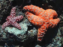 [Photo of starfish]